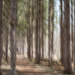 Forest path
