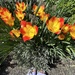 .. greeting the tulips who decided to bloom today