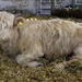 Highland Calf