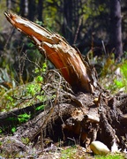 14th Apr 2025 - Force of Nature