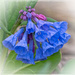 Bluebells