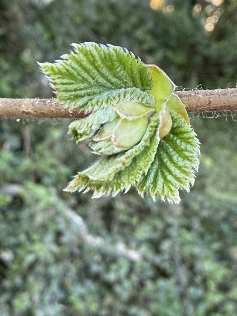 Hazel Nut  by nicolaeastwood