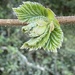 Hazel Nut 