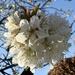 Cherry Blossom Pom Pom