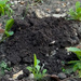 Moles!
