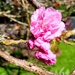 Cherry Blossom