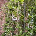 Cherry’s Cherry Tree