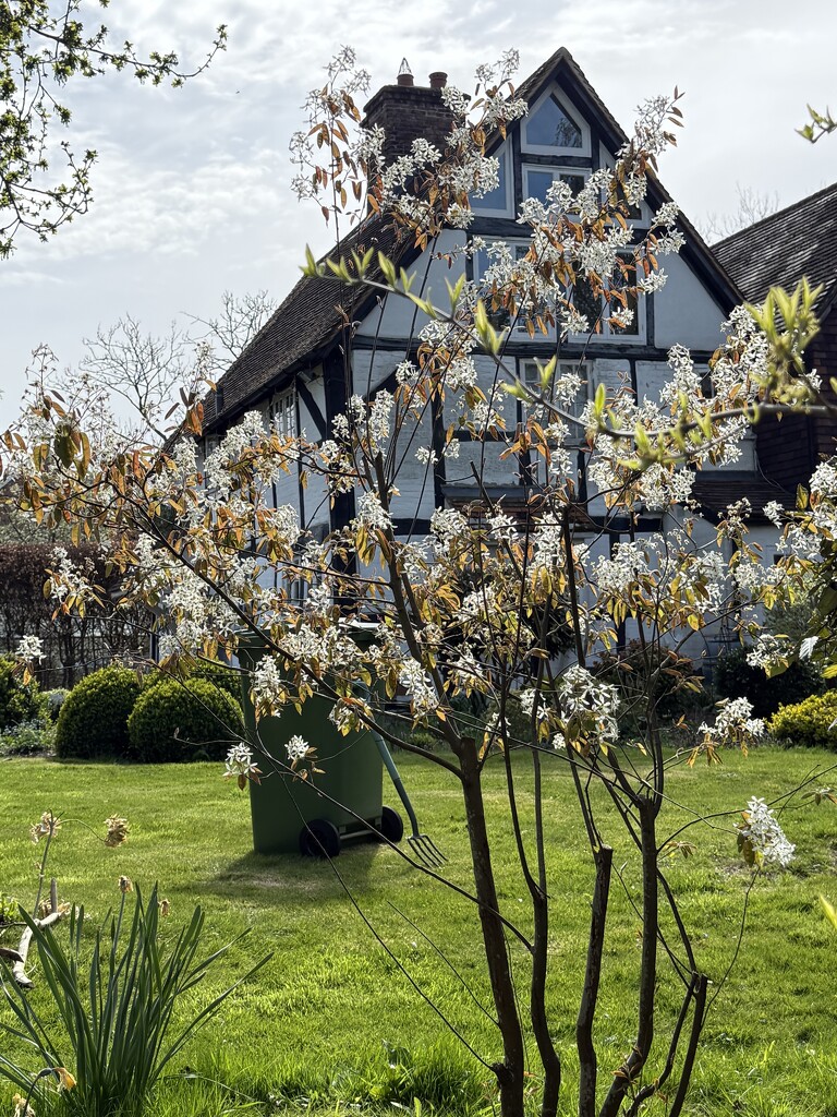 More Spring flowers by nicolaeastwood