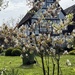 More Spring flowers