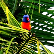 15th Apr 2025 - Waiting For The Sunflower Seed ~