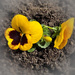 Pansy
