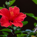 Hibiscus in the Desert