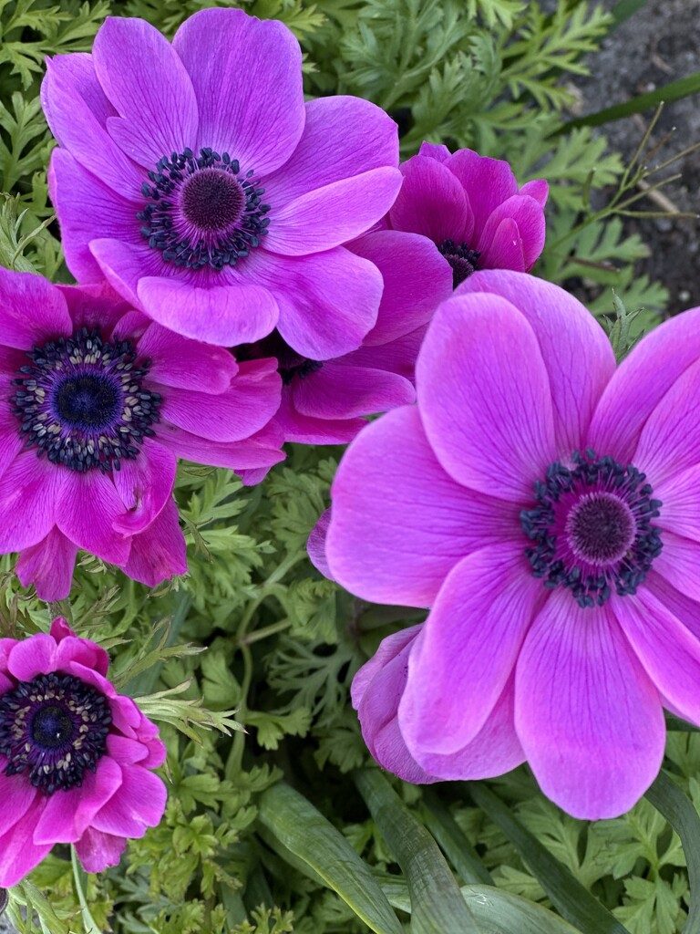 Anemone by rosemaryhouse2