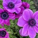 Anemone