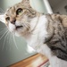 Frances