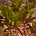 Manzanita