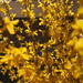 Forsythia