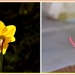 LOVELY FLOWERS