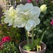 Amaryllis 
