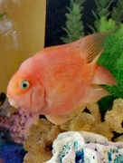 14th Apr 2025 - Poissons d'Avril: Day 14-- Aquarium Fish