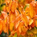 Rolled out autumn app version 2.5