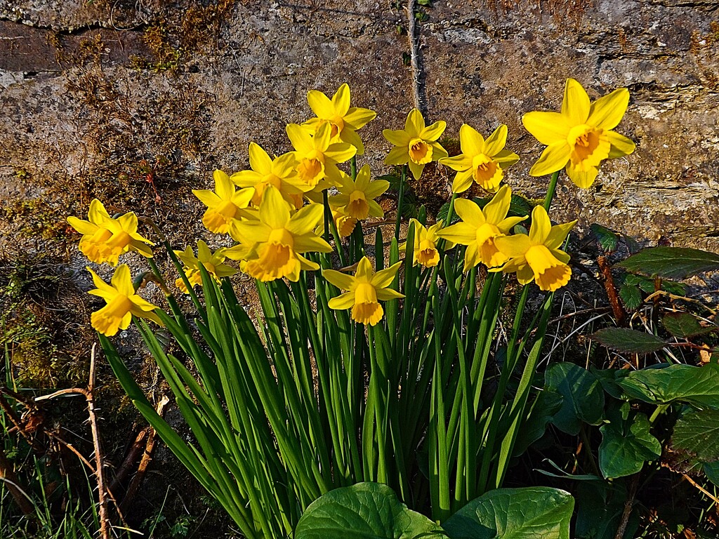 St Peter's Leeks by ajisaac