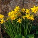St Peter's Leeks