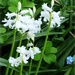 White "bluebells"