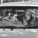 dogs in cars by kali66