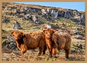 15th Apr 2025 - More 'Coos'