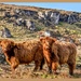 More 'Coos'