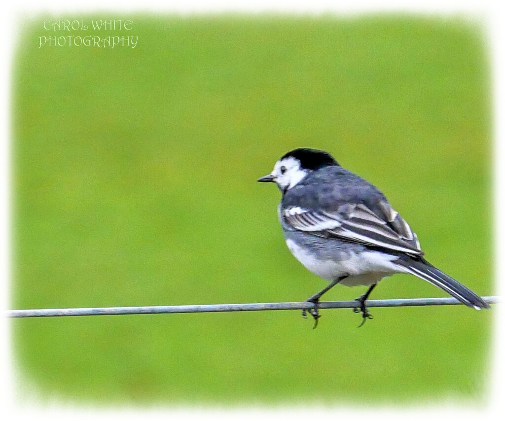Bird On A Wire by carolmw