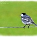 Bird On A Wire