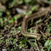 Garter snake-2 by darchibald