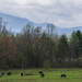 Horses in the Cove