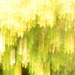 Unkown  bush white flowers ICM