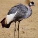EAST AFRICAN CROWNED CRANE by markp