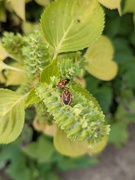 12th Apr 2025 - Stink bugs