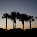 Palmetto trees