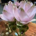 Flower in hotel lobby… Berlin 
