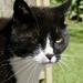 Little cat