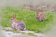 15th Apr 2025 - The Bunnies are Gathering 