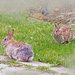 The Bunnies are Gathering 