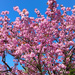 Signs Of Spring - I