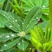 Rain Drops