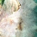 Todays quiz, what is this?