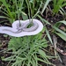 the well-known snakesbody fritillary