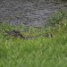 Baby gator