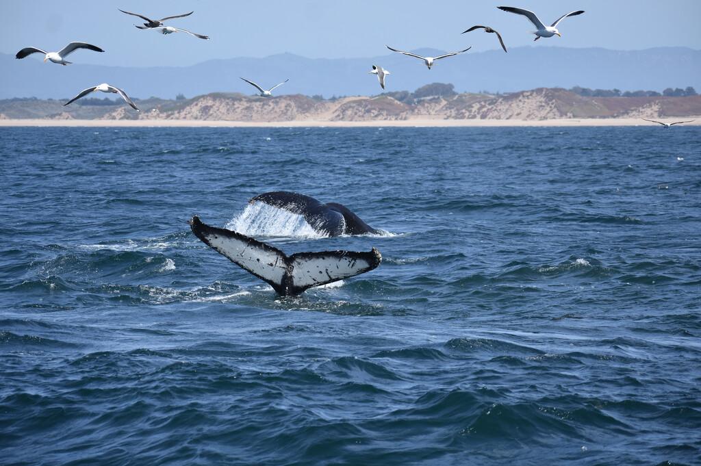 What a Fluke!! by alophoto