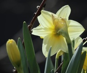 15th Apr 2025 - Lovely from All Sides